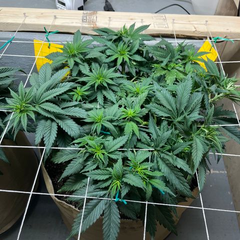 Gorilla Glue #4 growlog timeline photo