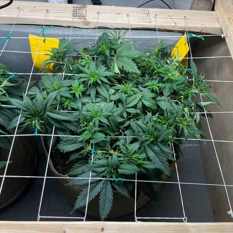 Gorilla Glue #4 growlog timeline photo
