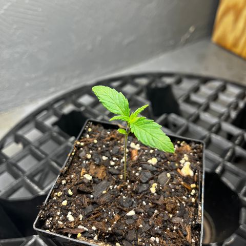 Malawi growlog timeline photo