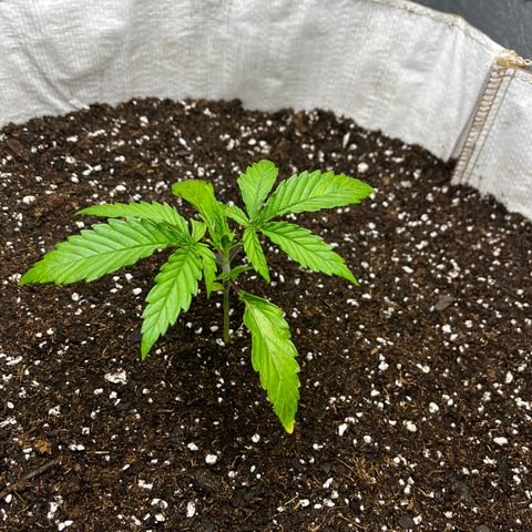 Malawi growlog timeline photo
