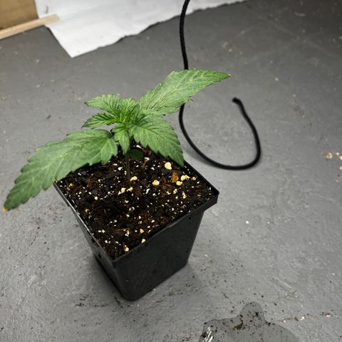 Mimosa growlog timeline photo
