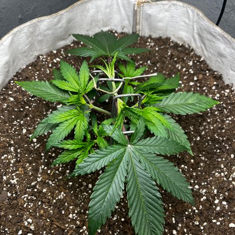 Malawi growlog timeline photo