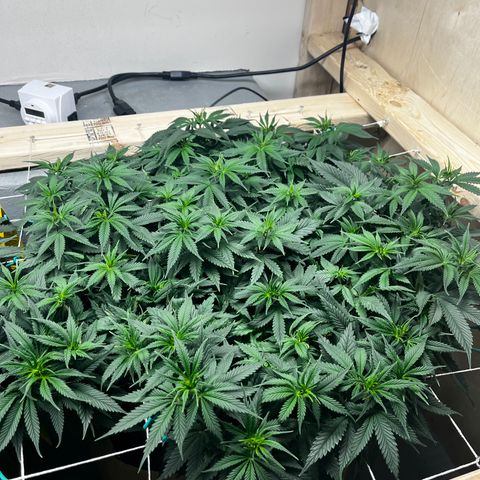 Gorilla Glue #4 growlog timeline photo