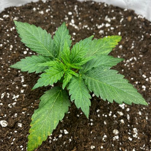 Mimosa growlog timeline photo