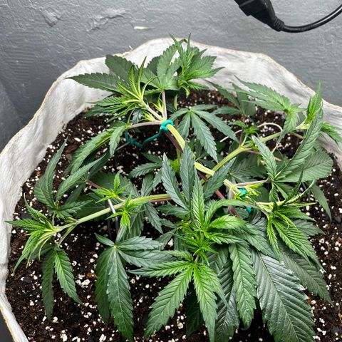 Malawi growlog timeline photo