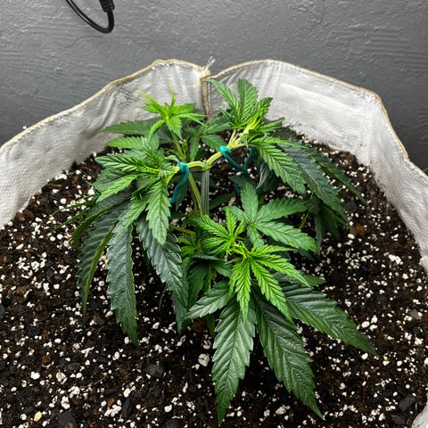 Malawi growlog timeline photo