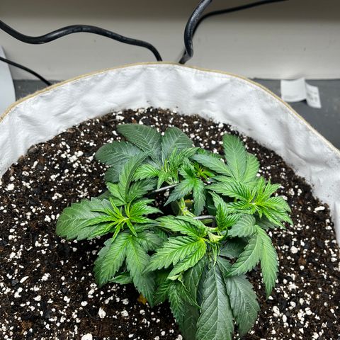 Mimosa growlog timeline photo