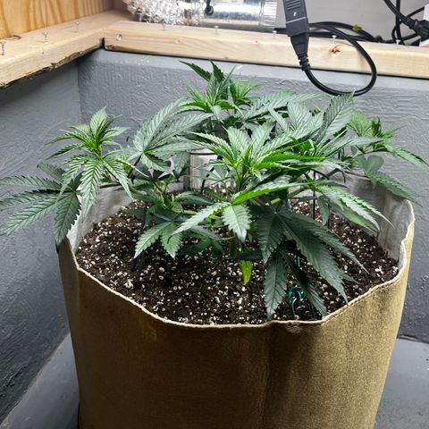 Malawi growlog timeline photo