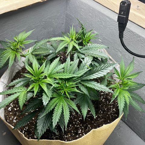 Malawi growlog timeline photo