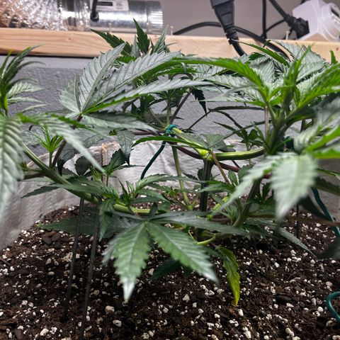 Malawi growlog timeline photo