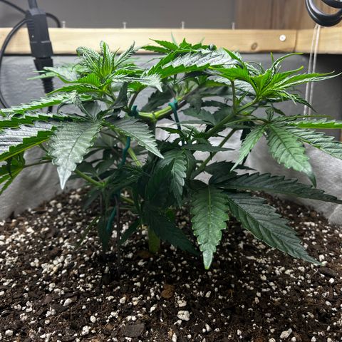 Malawi growlog timeline photo