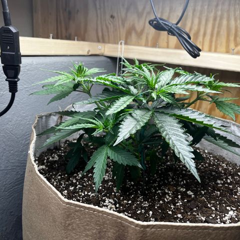Malawi growlog timeline photo