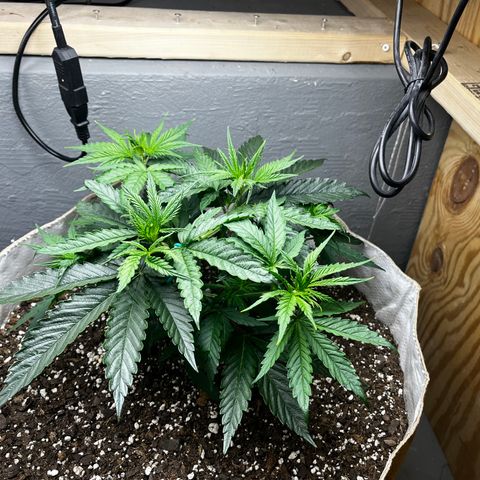 Malawi growlog timeline photo