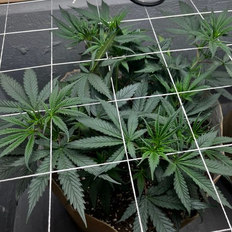 Malawi growlog timeline photo