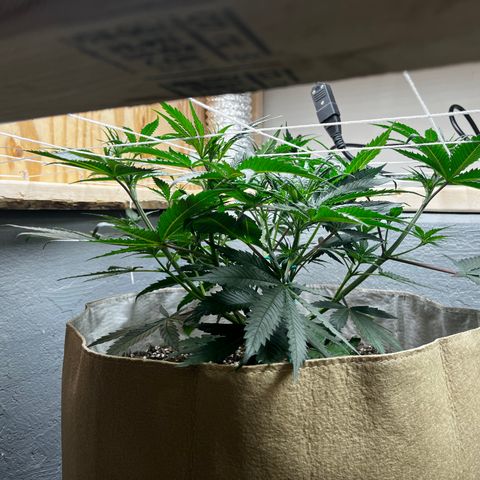 Malawi growlog timeline photo