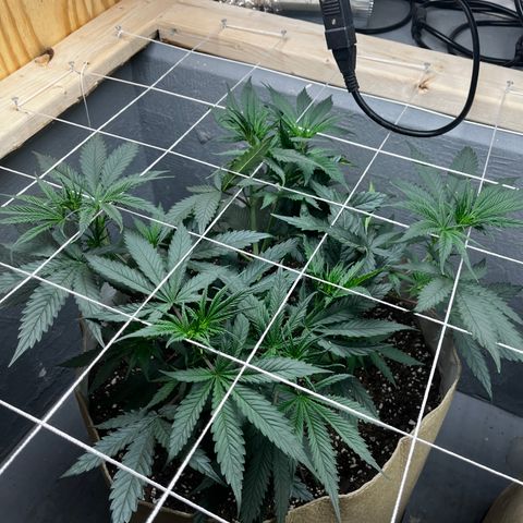 Malawi growlog timeline photo