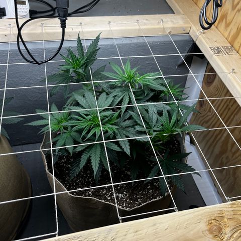 Malawi growlog timeline photo