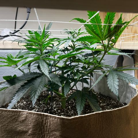 Malawi growlog timeline photo