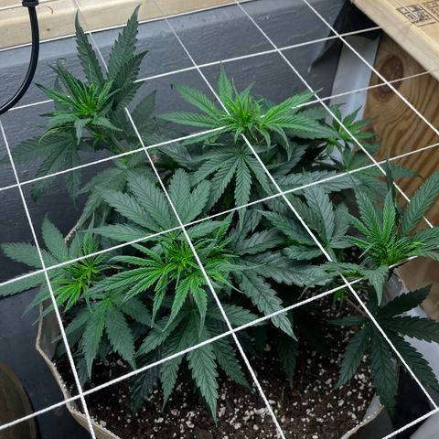 Malawi growlog timeline photo