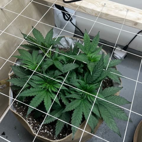Mimosa growlog timeline photo