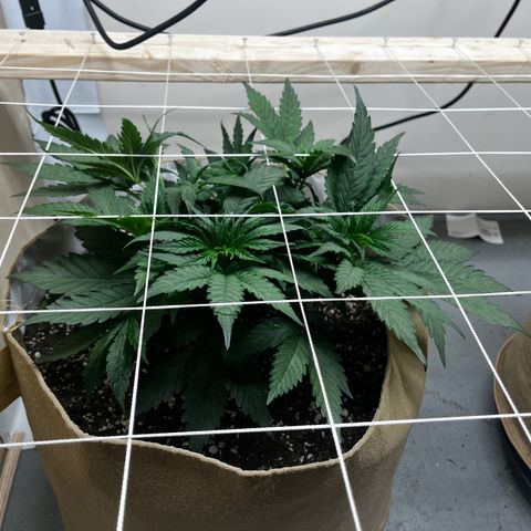 Mimosa growlog timeline photo