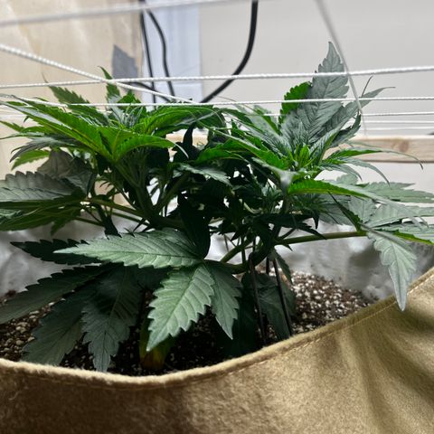 Mimosa growlog timeline photo