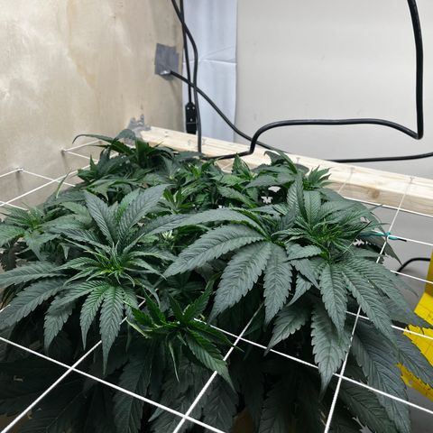 Mimosa growlog timeline photo