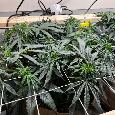 Malawi growlog timeline photo