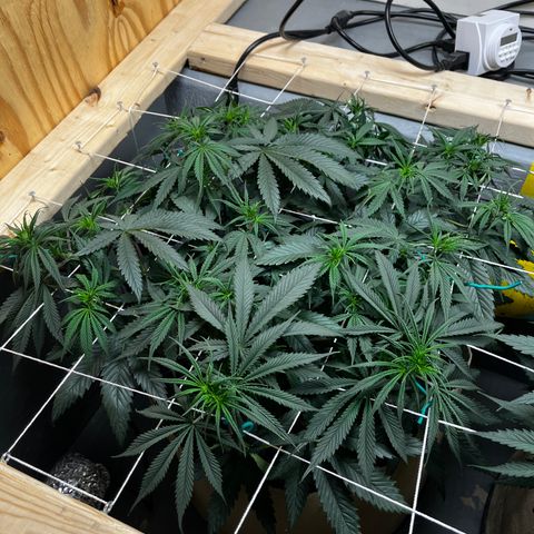 Malawi growlog timeline photo