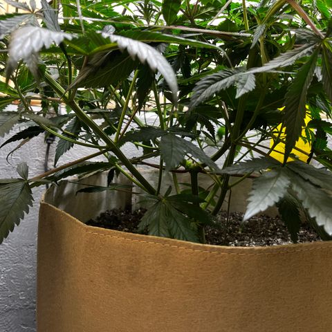 Malawi growlog timeline photo