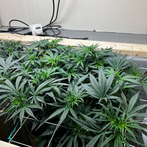 Malawi growlog timeline photo