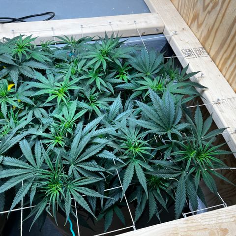 Malawi growlog timeline photo