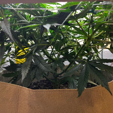 Malawi growlog timeline photo