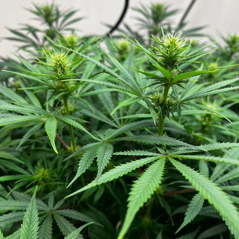 Malawi growlog timeline photo