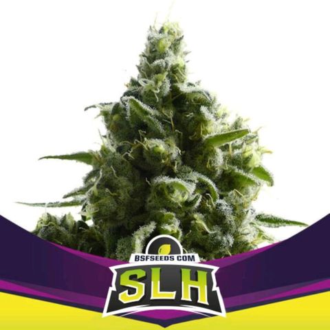 Super Lemon Haze growlog timeline photo