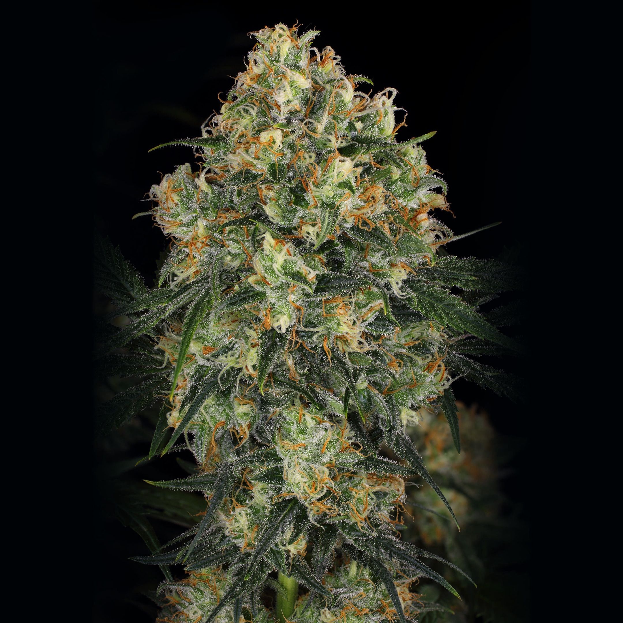 Hindu Kush growlog header