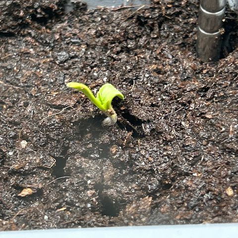 Hindu Kush growlog photo