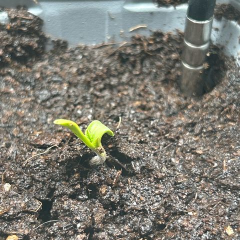 Hindu Kush growlog photo