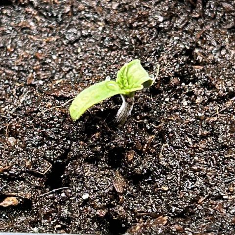 Hindu Kush growlog photo