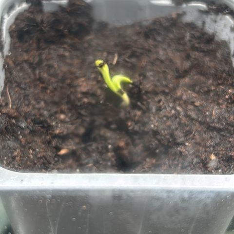 Hindu Kush growlog timeline photo