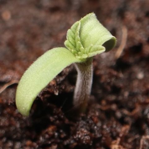 Hindu Kush growlog photo