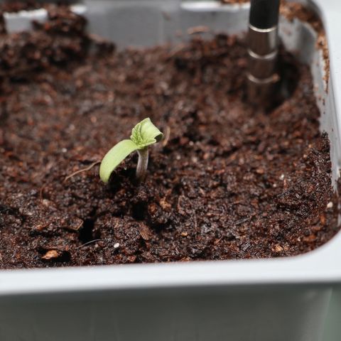 Hindu Kush growlog photo