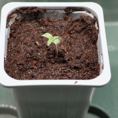 Hindu Kush growlog timeline photo