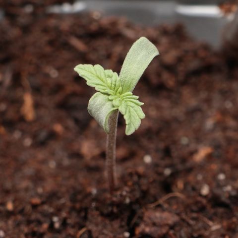 Hindu Kush growlog photo: 11:06