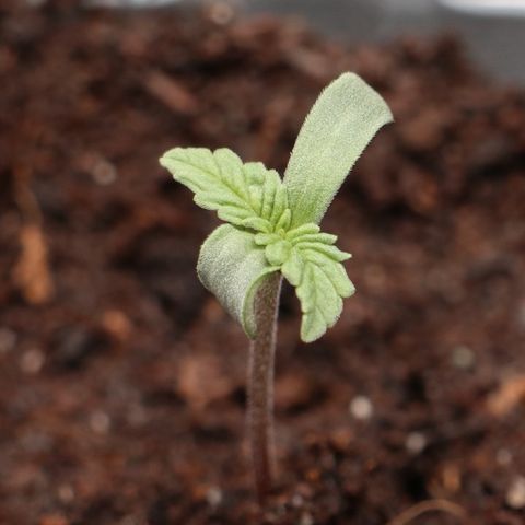 Hindu Kush growlog photo: 20:00