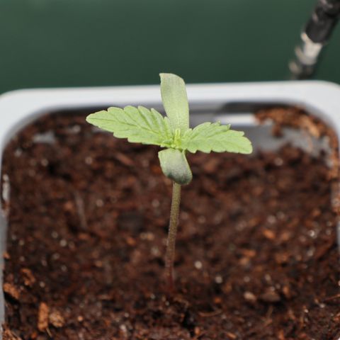 Hindu Kush growlog photo: 19:55