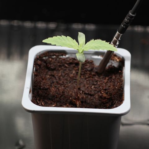 Hindu Kush growlog timeline photo