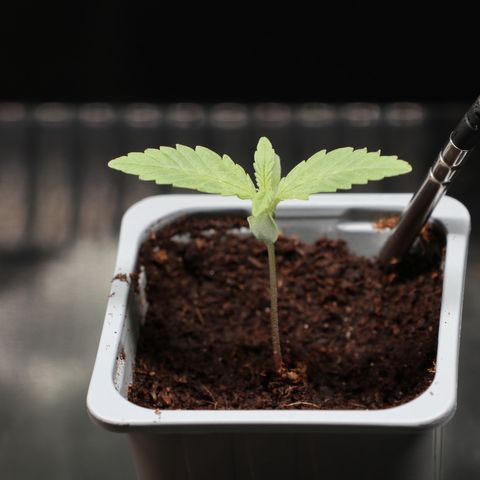 Hindu Kush growlog timeline photo