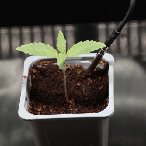 Hindu Kush growlog timeline photo
