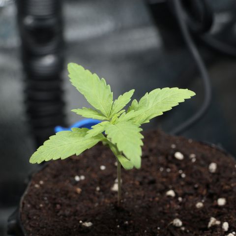 Hindu Kush growlog timeline photo